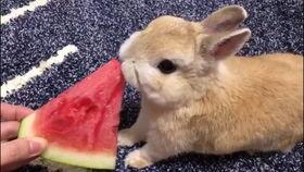 娱乐吃瓜小兔子视频大全